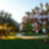 A serene view of magnolia trees in full bloom at Yas Acres, showcasing their beauty in a residential setting.