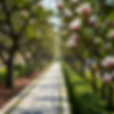 A landscaped pathway lined with magnolia trees, enhancing the aesthetic appeal of Yas Acres.