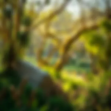 Ecological diversity in Nad Al Sheba Mini Forest