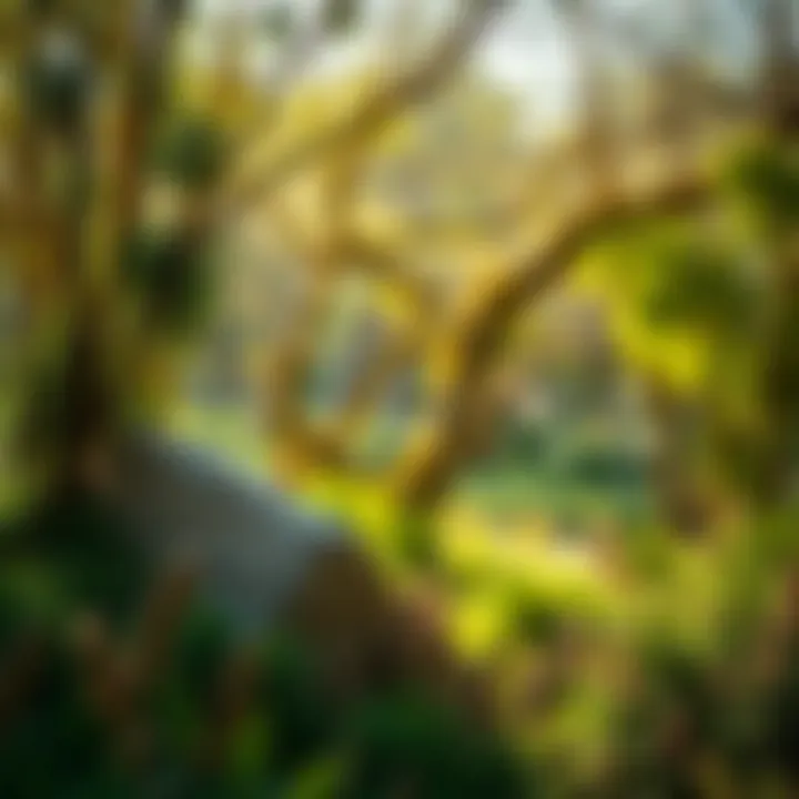 Ecological diversity in Nad Al Sheba Mini Forest